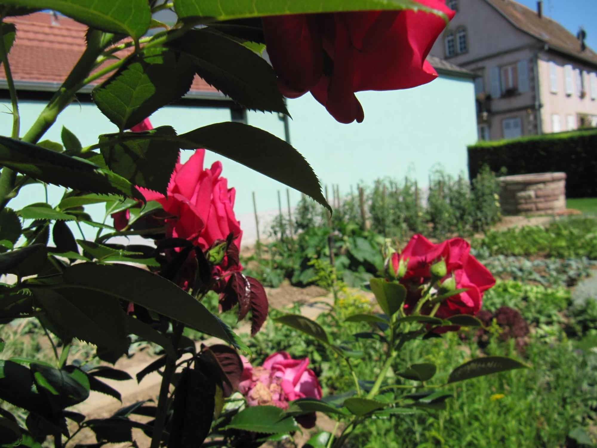 La Ferme De Louise Bed and Breakfast Hohengoeft Εξωτερικό φωτογραφία